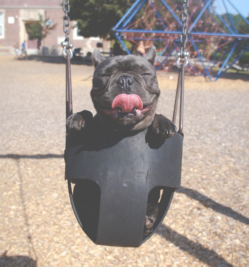 Small black dog in a bucket swing with tongue sticking out
